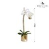 Orchid – Image 3